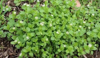 घर पर घुटने के आर्थ्रोसिस का उपचार